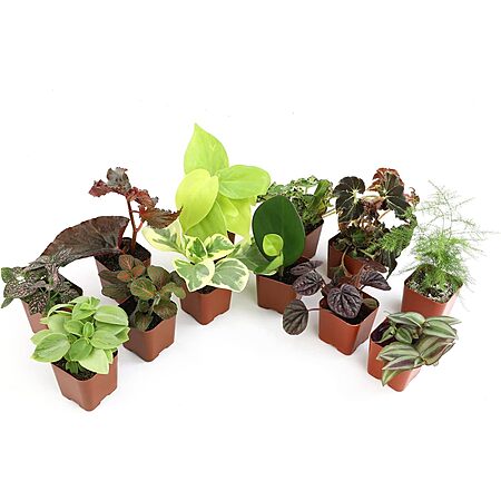 12-Pack Altman Plants for $22.17!
