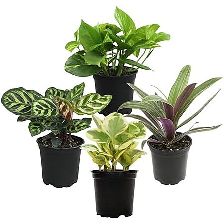 $18.61* | 4-Pack Essential Houseplant Collection Live Indoor Plants at Amazon