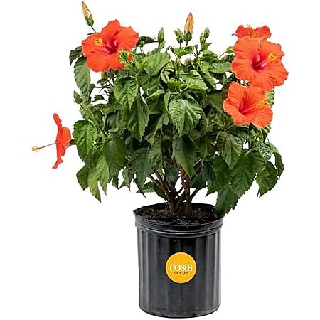 Costa Farms Live Tropical Hibiscus Bush (2'-3' Tall)