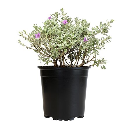 Altman Plants Silverado Texas Sage Flowering Shrub in 2.5-Qt Pot