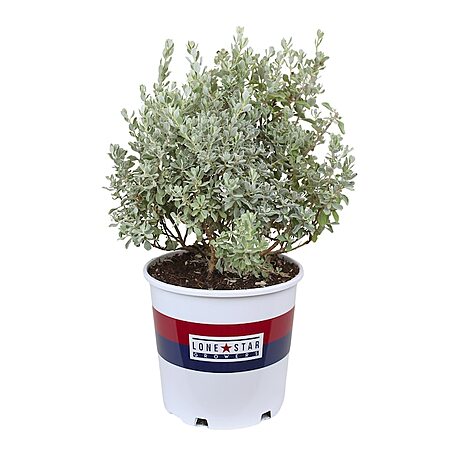 Altman Plants 2-Gallon Silverado Sage Leucophyllum Shrub