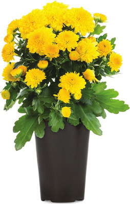Lowe's Labor Day savings, begins 8/27, 5 for $5 1.5 pt mums, 2 for $8 3 qt mums, buy 4 get 1 free fence panels + more