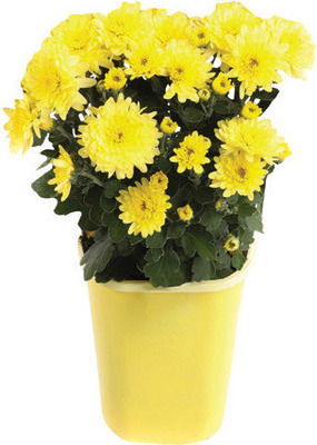 Begins 8/27, Home Depot Labor Day savings, $.98 #5 mums, #10 hanging baskets, $8.88, 2 cu ft mulch, 3