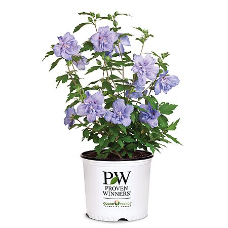 63% Off Blue Chiffon Hibiscus Shrub!