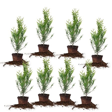 Save 27% on Thuja Green Giant 8-Pack!