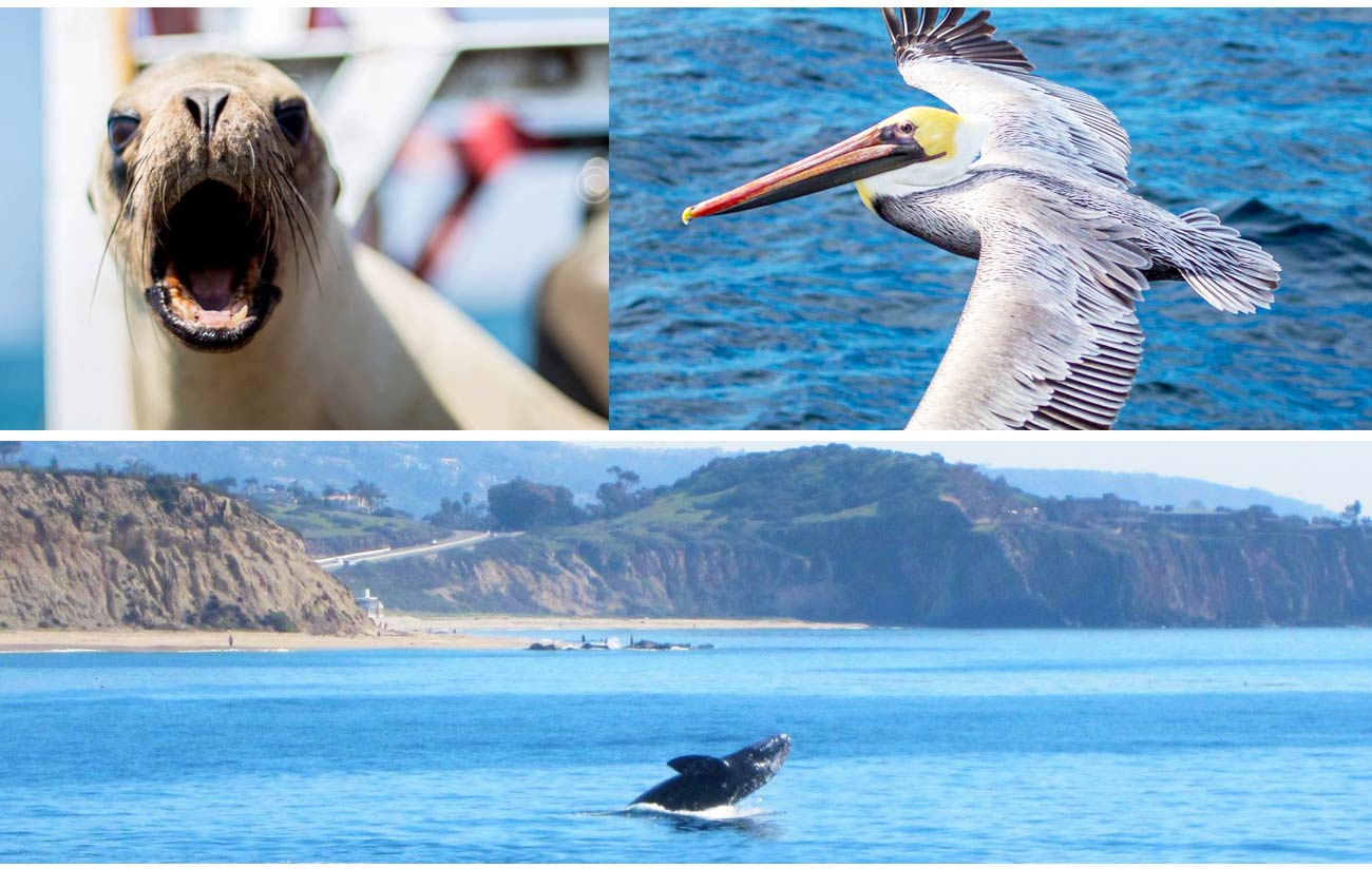 San Diego - 100+ Kids Free Deals in October (Hotels, Attractions, Restaurants, Museums and More!)