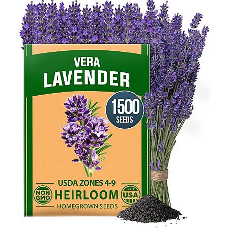 1500+ HOME GROWN Non GMO English Lavender Seeds $5.30