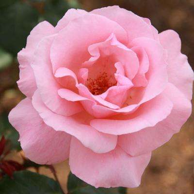 *back in stock: Mea Nursery Rose Shrubs: Grandiflora w/ Pink Flowers, Peace Tea w/ Yellow to Pink & More from $10.50 + FS on $45+ $10.49