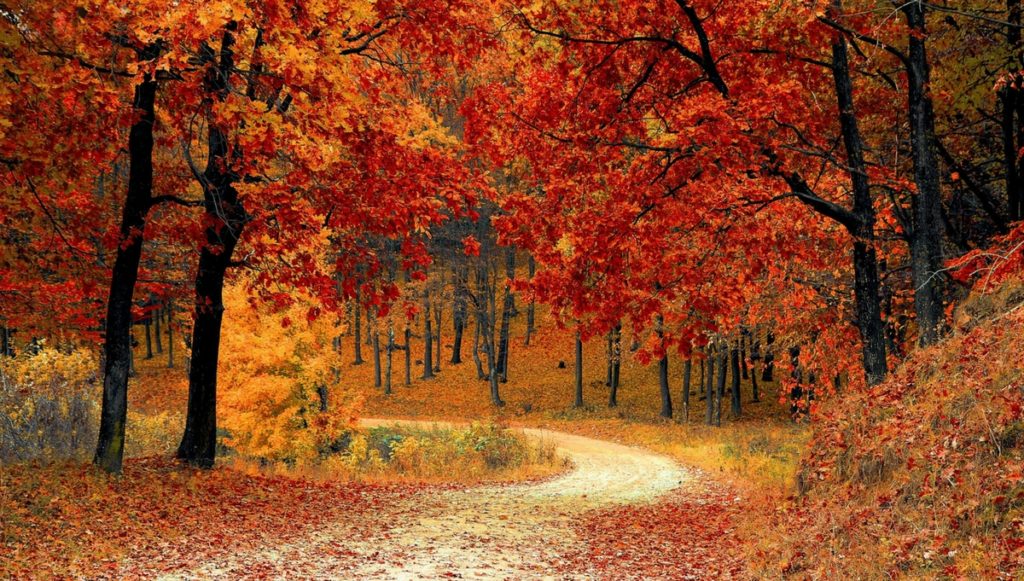 Fall Travel Deals: Wyndham Hotels Up to 20% Off, Avis Car Rental  Up to 25% Off & More