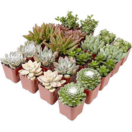 20-Pack Altman Plants Assorted Potted Live Succulent Outdoor/Indoor Plants $21.45