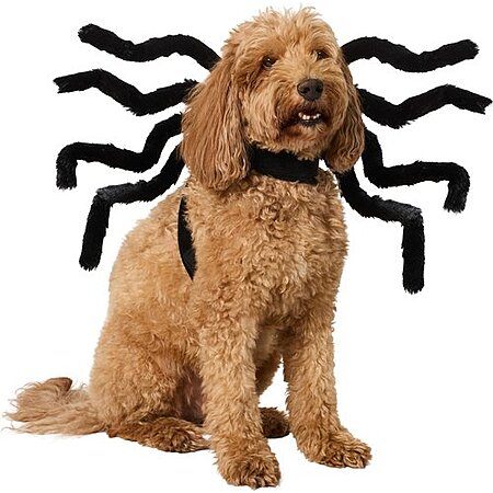 Chewy Pet Supplies/Accessories: $30 Chewy eGift Card Offer: Food, Medicine, Toys Eligible Purchase of $100+ & More + Free S&H