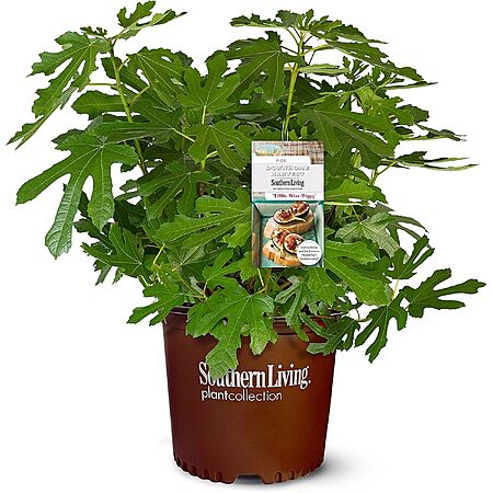 2-Gal. Southern Living Little Miss Figgy Live Shrub Fruit Plant $22.45