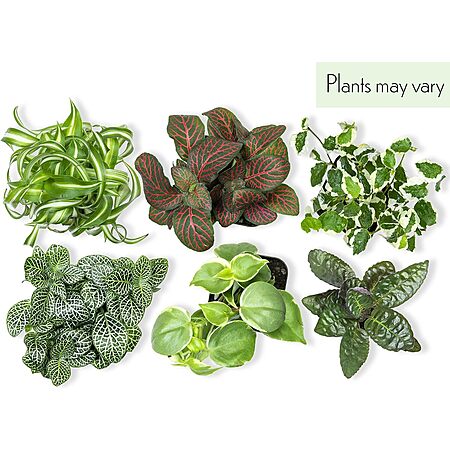Deal Image