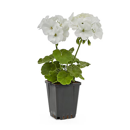 1-Pt Geranium (Various Colors)
