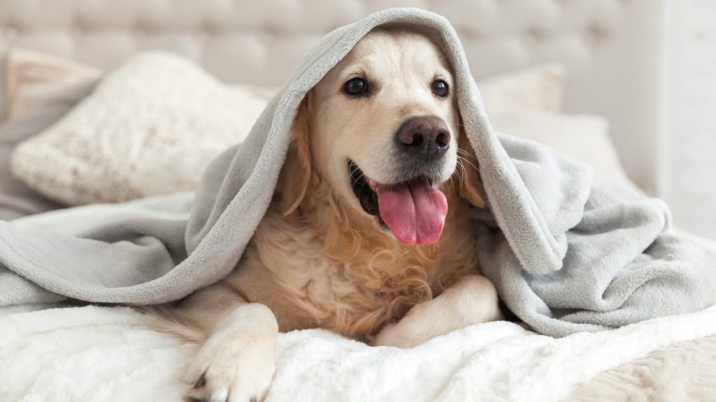 a dog slips beneath the covers of a hotel bed