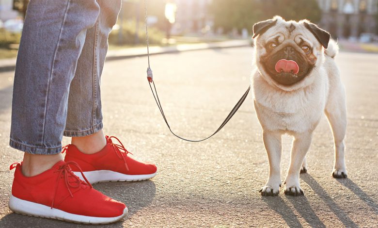 walking a dog in the city