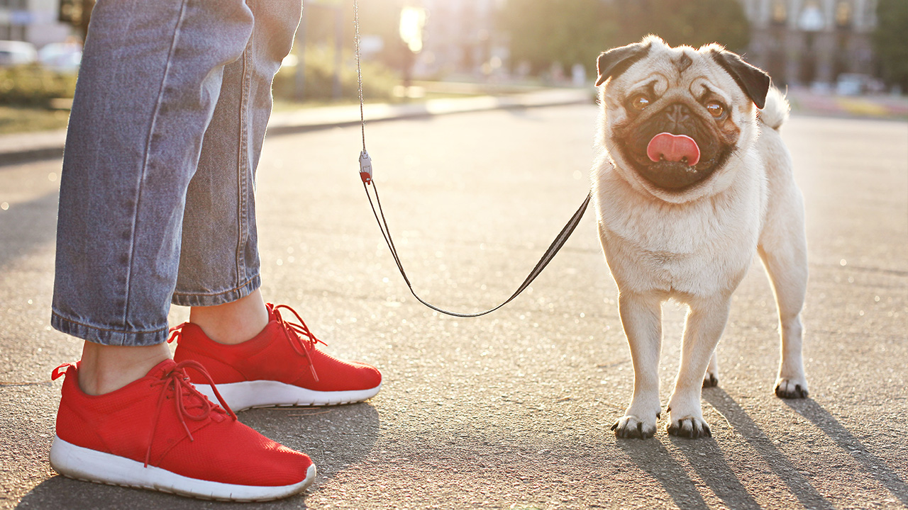 walking a dog in the city