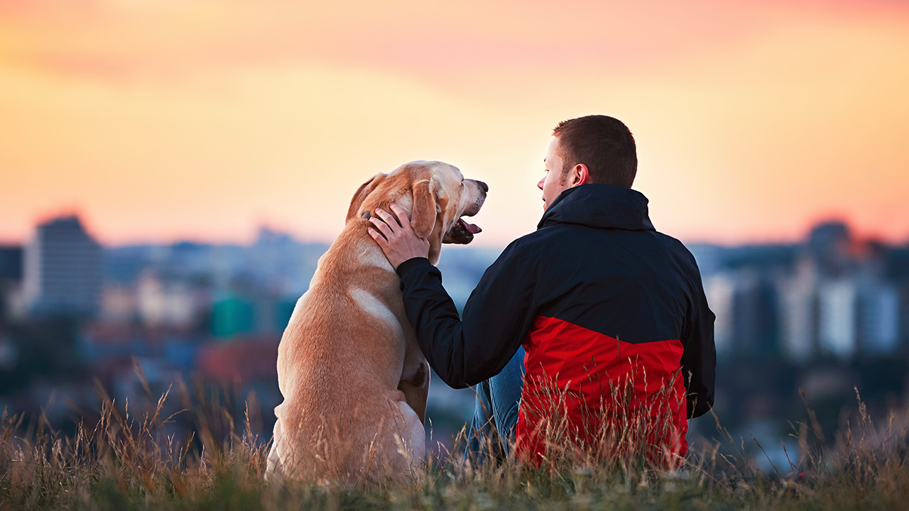 man and dog watch the scenic sunset