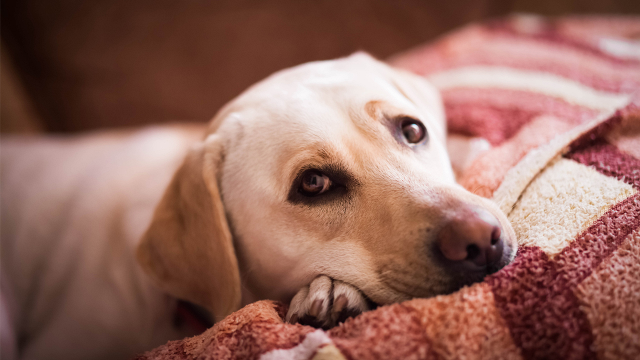 labrador-resting-on-couch