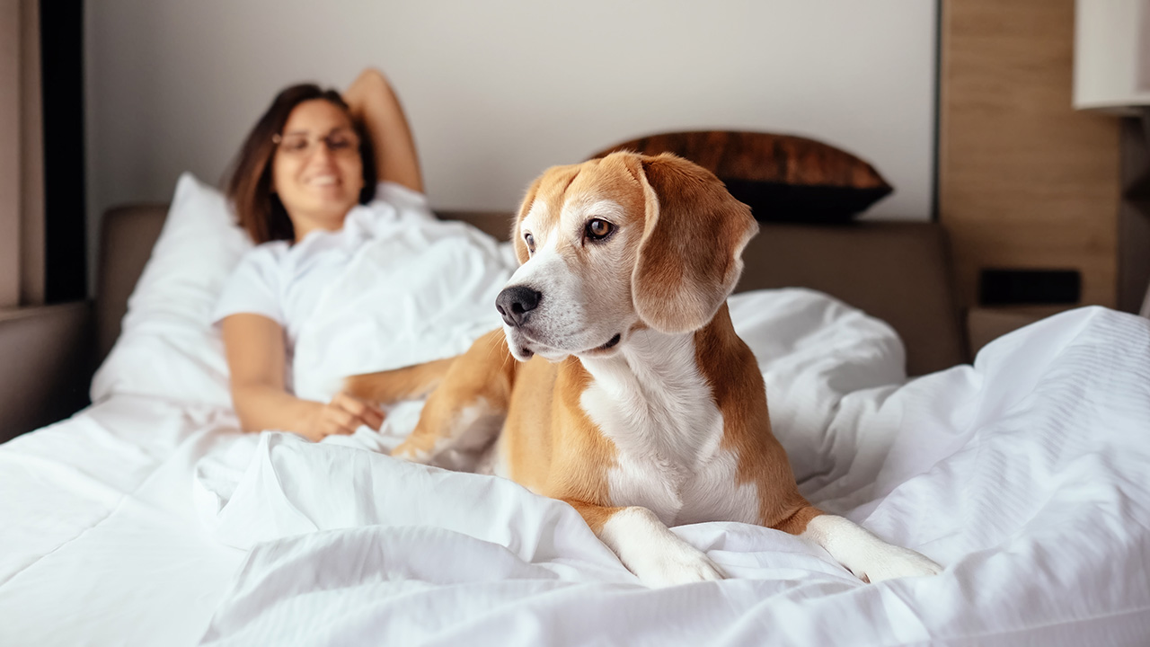 pet sitting on bed