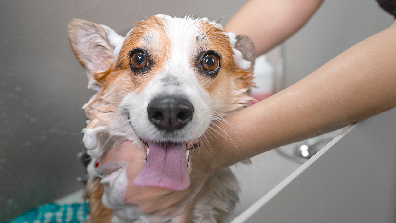 cheap grooming