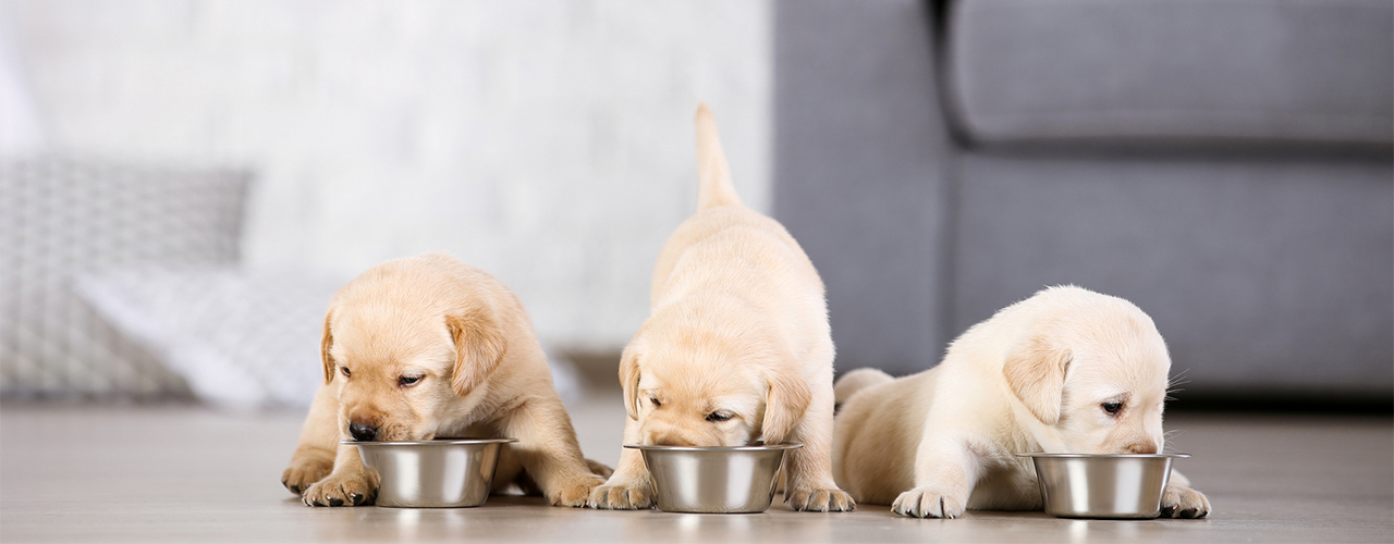 iStock-1170710766 5second puppies eating dog food