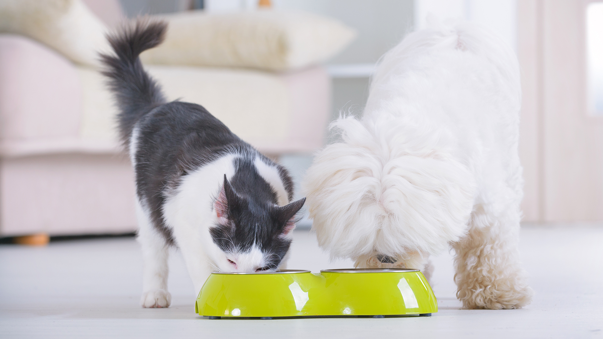 dog cat eating from bowl of food