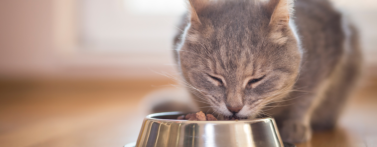 iStock-647289304 vladans cat eating food