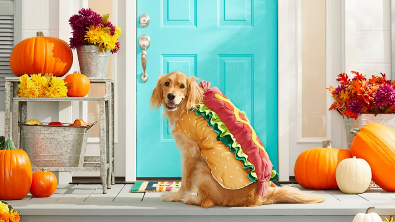hero-large-dog-halloween-costumes