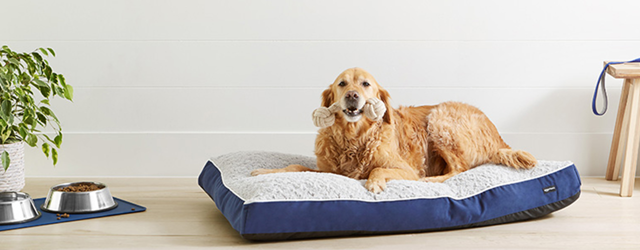 dog on dog bed next to food bowl