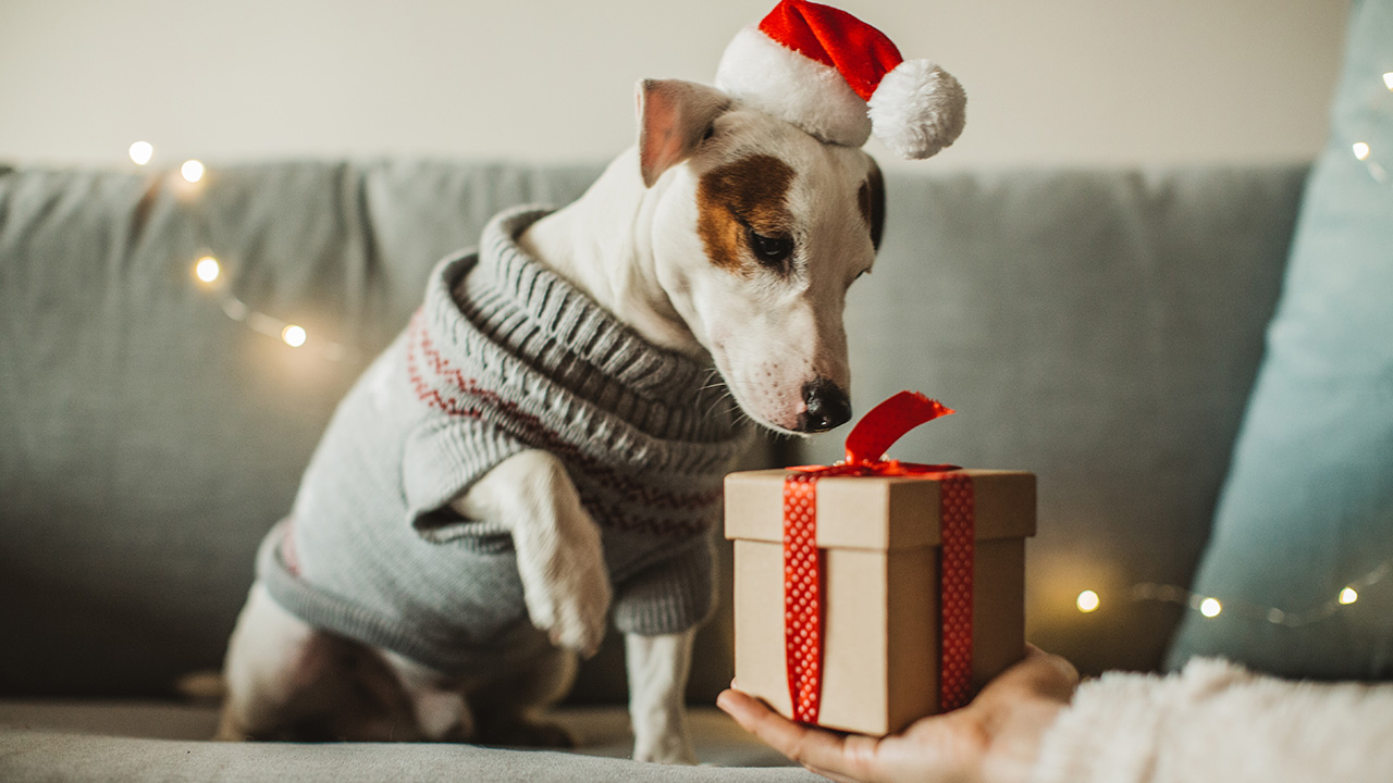 holiday pet on couch