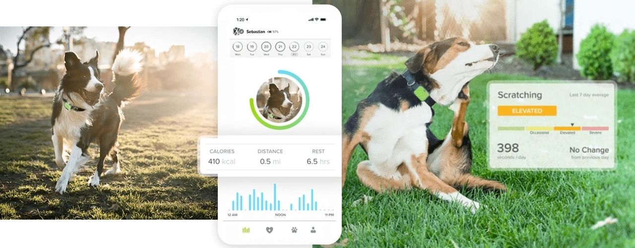 tracking dog's health