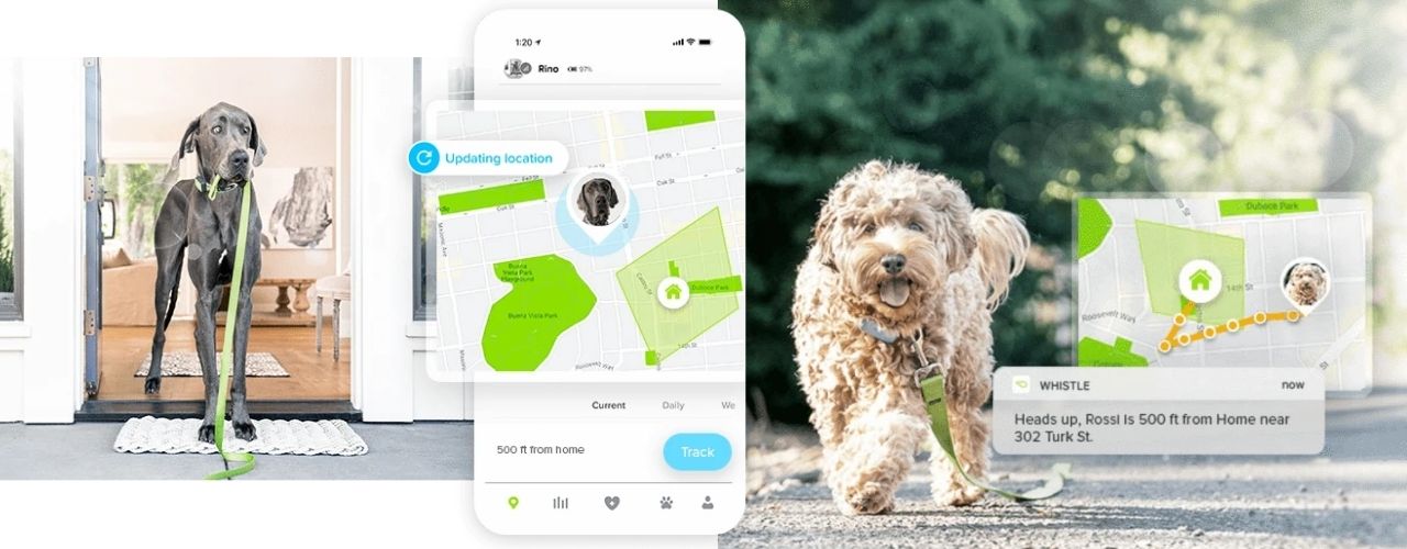 tracking dog's movement