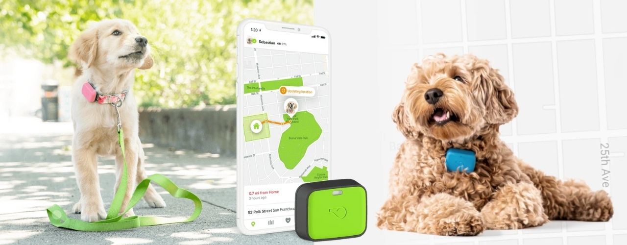 tracking dog's health