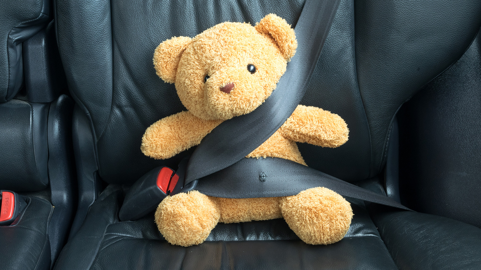 teddy bear in a seatbelt