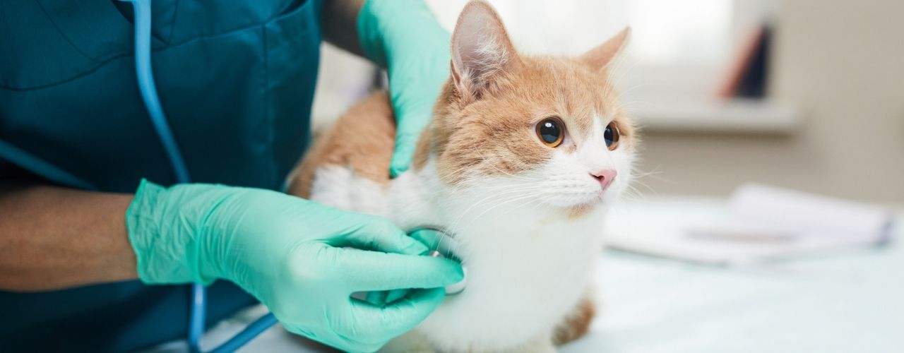 cat at the vet
