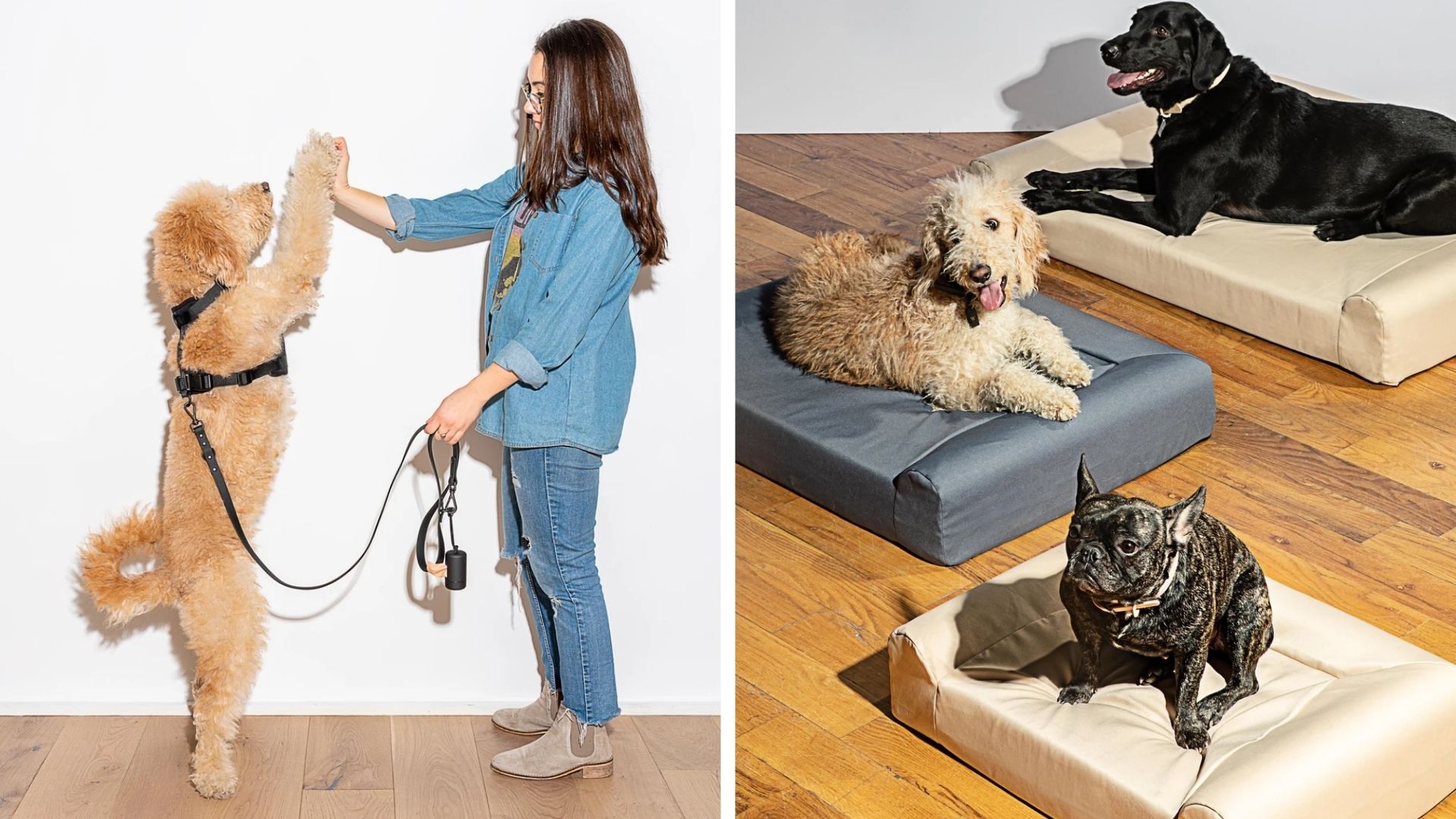 wild one dog collar and dog beds