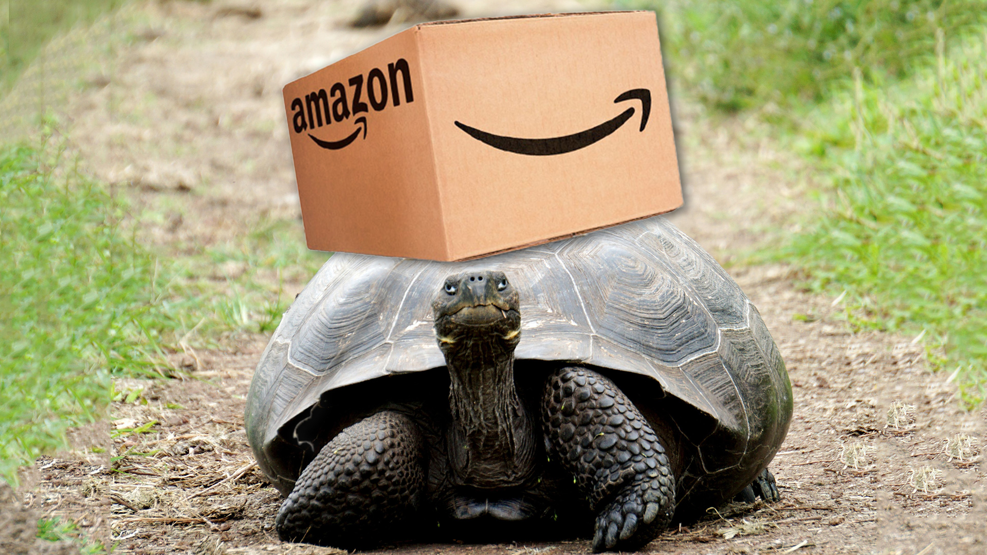 turtle walking with amazon box
