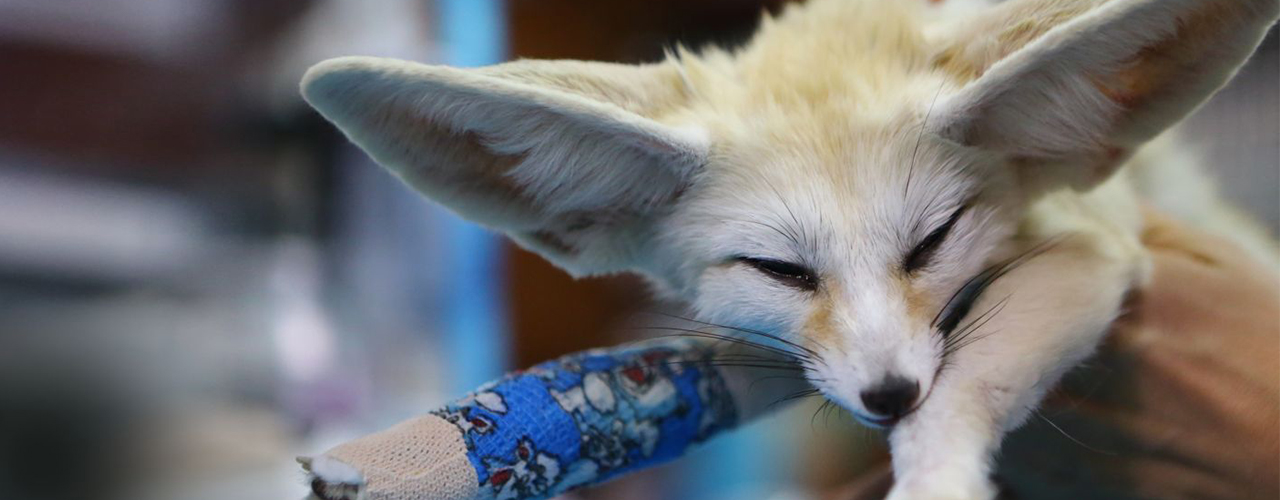 Dr. K's exotic animal E.R.