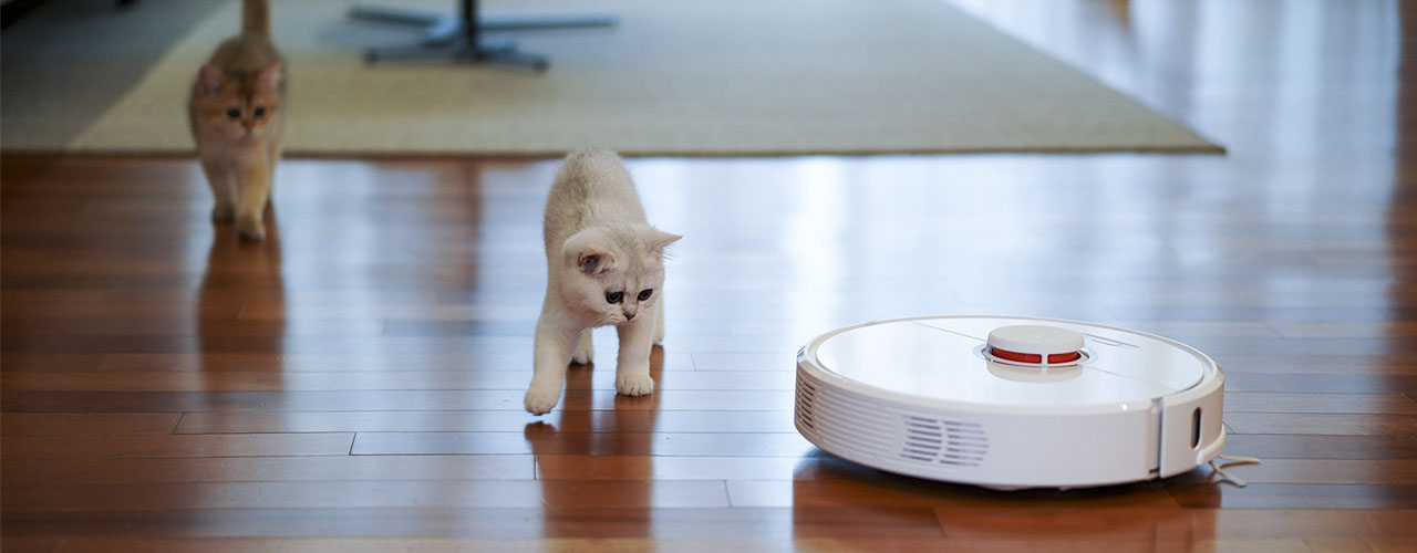 cats chasing robot vacuum